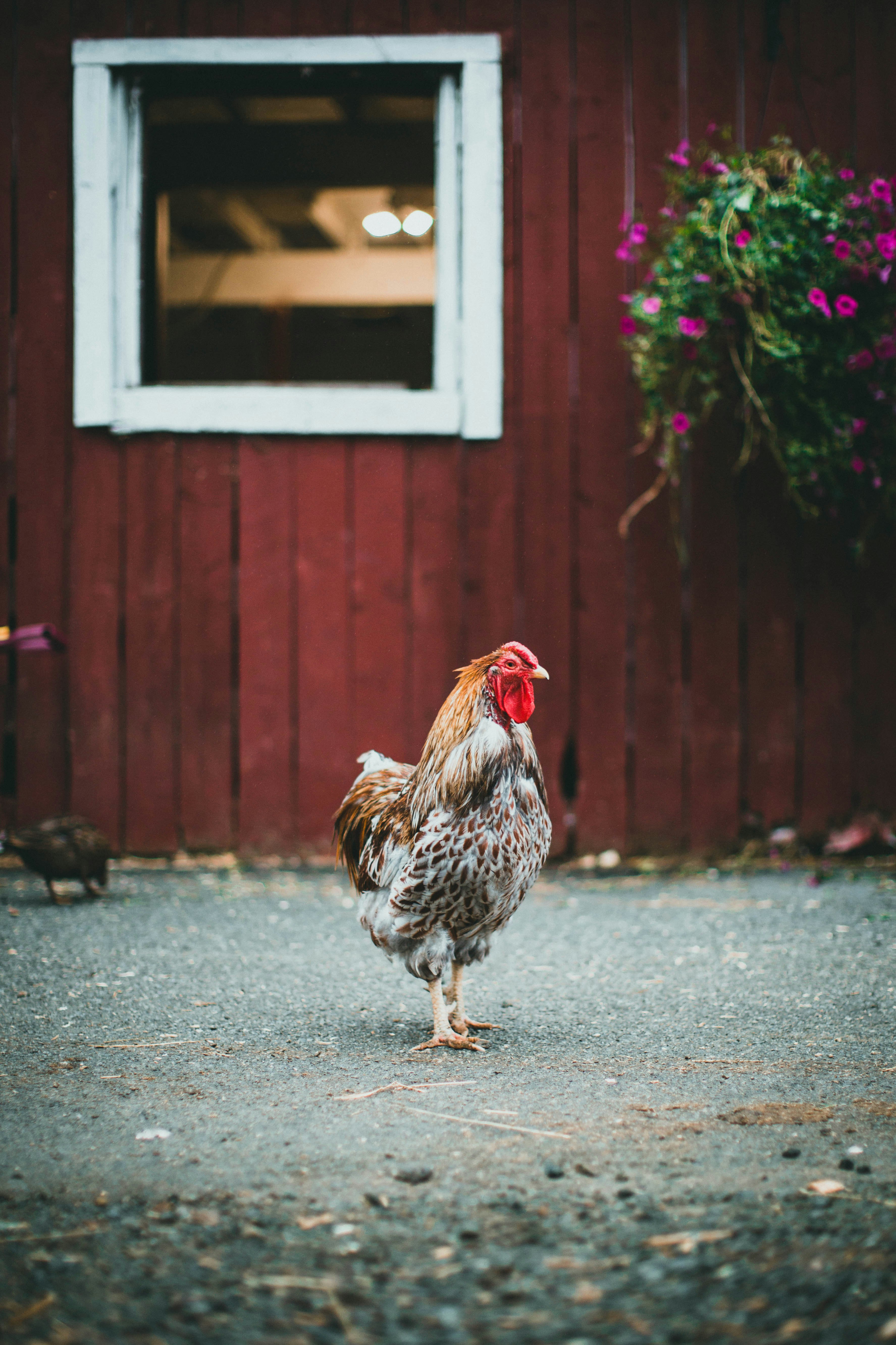 white and red rooster on gray concrete floor